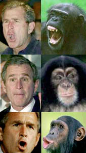 Bush or Chimp?