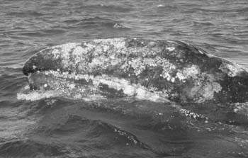 The Gray Whale